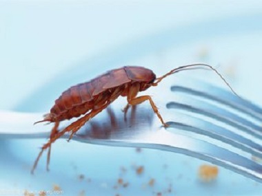 海珠害虫防控所：洗衣粉可以杀死蟑螂吗？