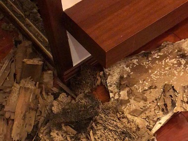 天河预防白蚁机构房屋住宅怎样预防白蚁