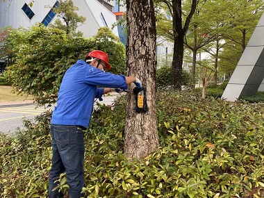 花都白蚁防治所：白蚁对香樟的危害及防治